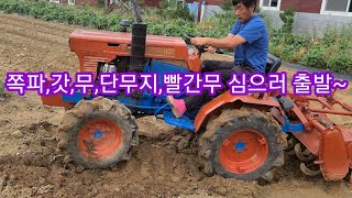 쪽파,김장무,보라무,청갓,단무지무,심는시기 방법~ 주말농장,전원일기,텃밭,