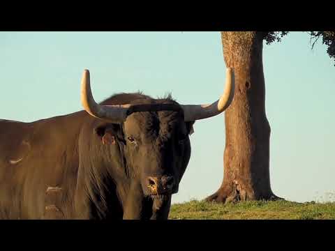 Wild Bull How they live in nature #2