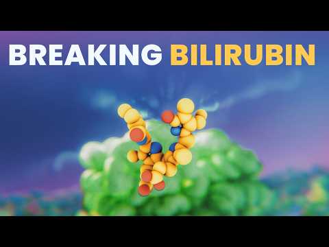 The RIDICULOUS Biology of Bilirubin