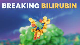 The RIDICULOUS Biology of Bilirubin