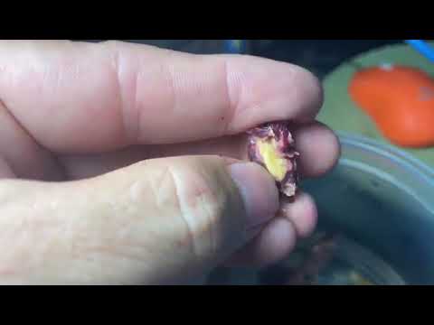 Comprativa fruto de falso pistache con fruto real de Pistache Verdadero Pistacia Vera