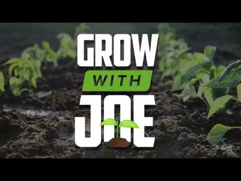 Grow with Joe - How to Germinate Pepper Seeds in just 5 Simple Steps