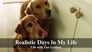 San Jose Vlog | Realistic Days with Two Goldens & Learning My Filming Style 🎥