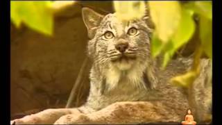 SUPER DISCOUNT -  Sensimilla, Marijuana -TomekOsaMix -