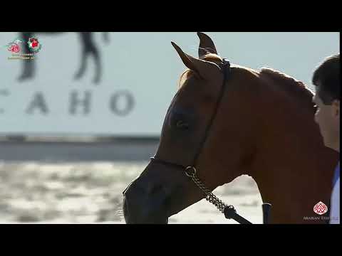 N 245 AJ AFJAN   Emirates Arabian Horse Breeders Championship 2021   Yearling Colts Class 6D