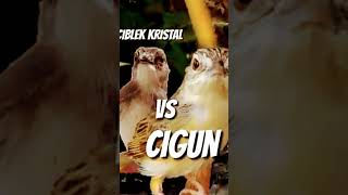 Download lagu MASTERAN BESETAN KASAR Ciblek kristal vs cigun #shorts mp3