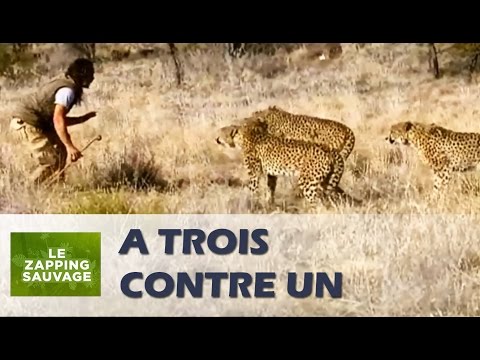 Il affronte trois guépards tout seul - ZAPPING SAUVAGE 28
