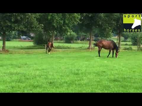 KWPN | Comme Il Faut | Plot Blue