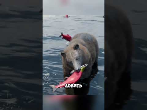 Почему медведи не съедают полностью рыбу? @zackdfilms