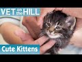 Assessing A New Group Of Kittens FULL EPISODE S02E05 Vet On The Hill