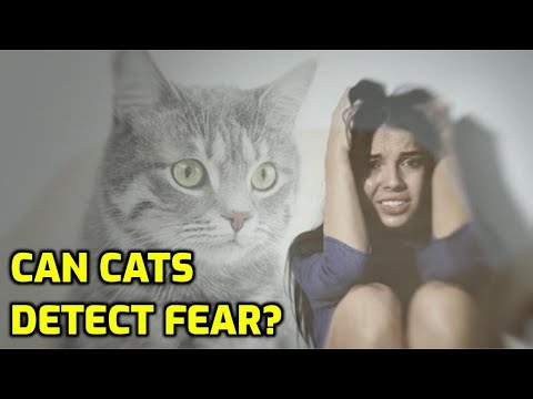 Can Cats Sense Fear In Humans?