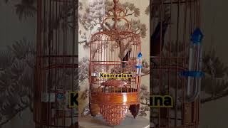 Download lagu Keindahan irama lagu konin natuna mp3 Download lagu Keindahan irama lagu konin natuna mp3