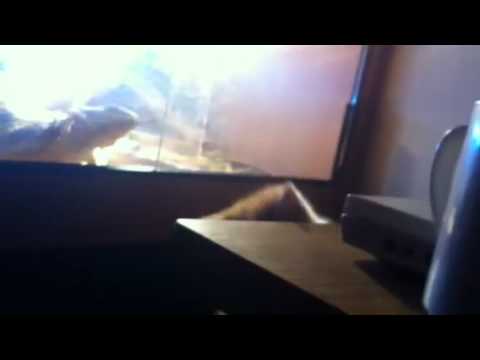 Littel pussy play time