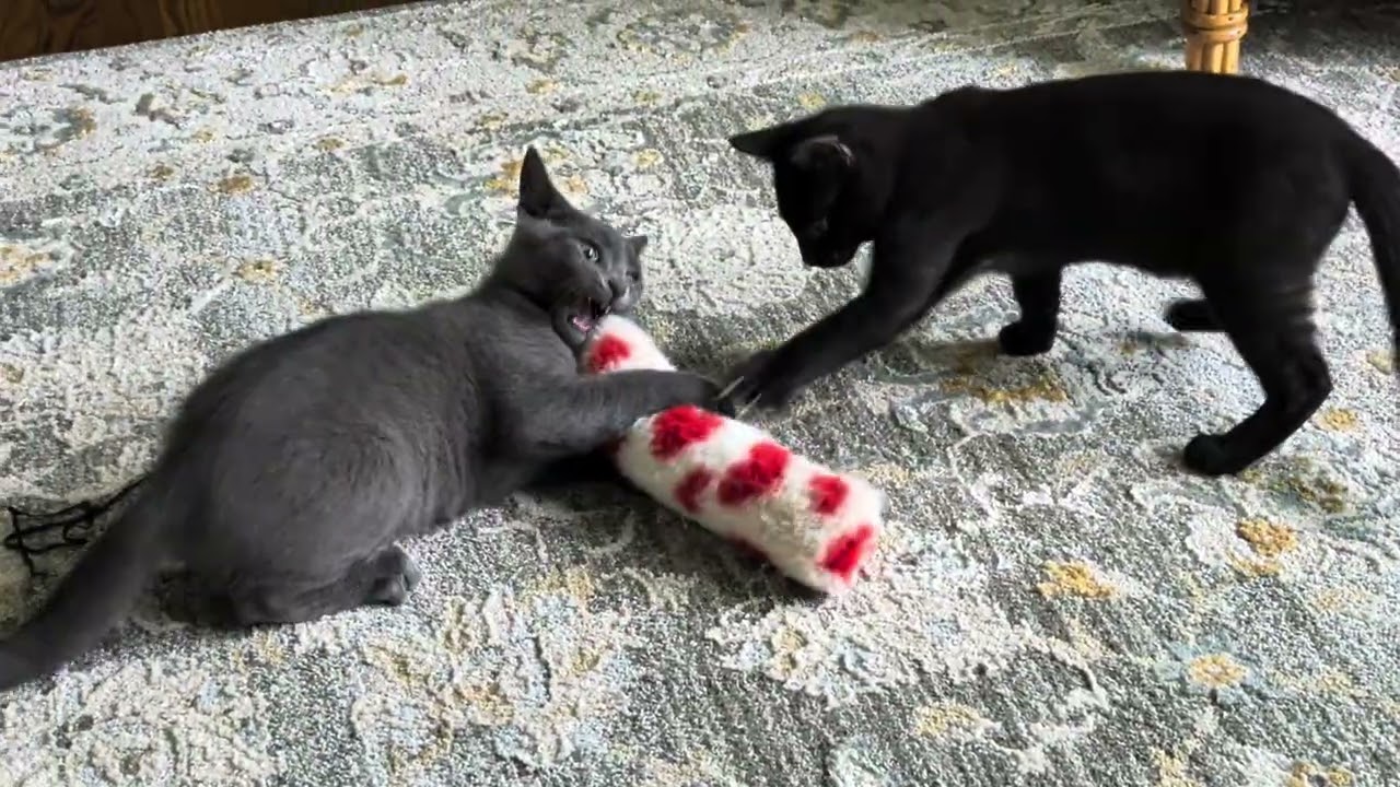 Enlarge Miss Belmont-Kitten House Panther, a Adoptable Domestic Short Hair in Arlington, VA video 6/6