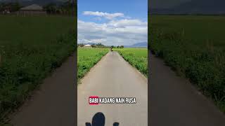 Download lagu KADANG KAMI NAIK BABI LUCU #ngakak #kocak #lucu mp3 Download lagu KADANG KAMI NAIK BABI LUCU #ngakak #kocak #lucu mp3