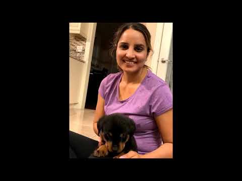 Welcome home Kobe ( Rottweiler Puppy)