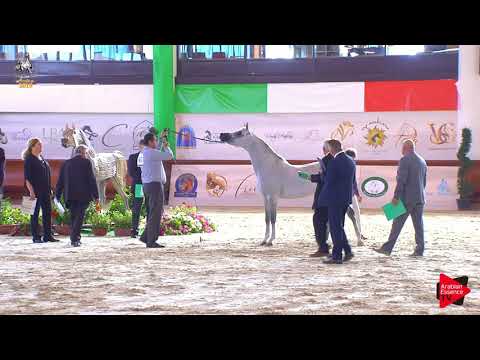 N 97 ALEXANDER PC   Italian Nationals 2019   4 6 Years Old Stallions Class 10
