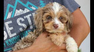 Video preview image #1 Cavapoo (Miniature) Puppy For Sale in NARVON, PA, USA
