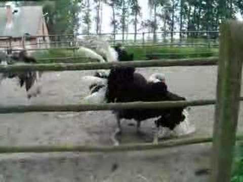 Struś - taniec godowy