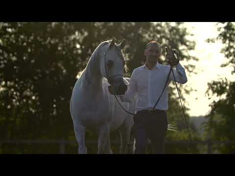 ⭐ ASHADIYA⭐ (Ammar El Mabrouka x Mahriah) - STC AUCTION 2022