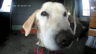 【VAPE/電子たばこ】愛犬パクスンの可愛いたちんぼ姿【秘密基地】
