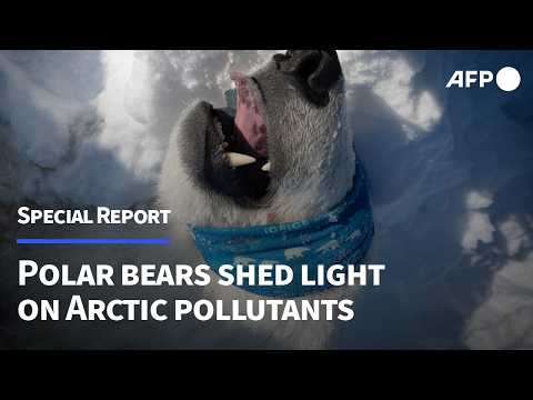 Polar bears shed light on Arctic pollutants | AFP