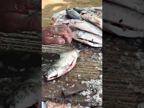 Así se arroyan los bocachicos en Zambrano 🇨🇴🐟 | Tradición del pueblo #bocachico #zambrano