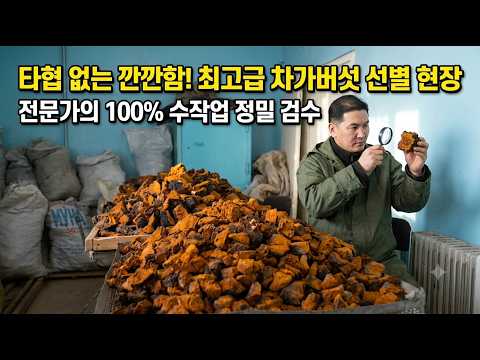 상락수 차가버섯 선별 모습