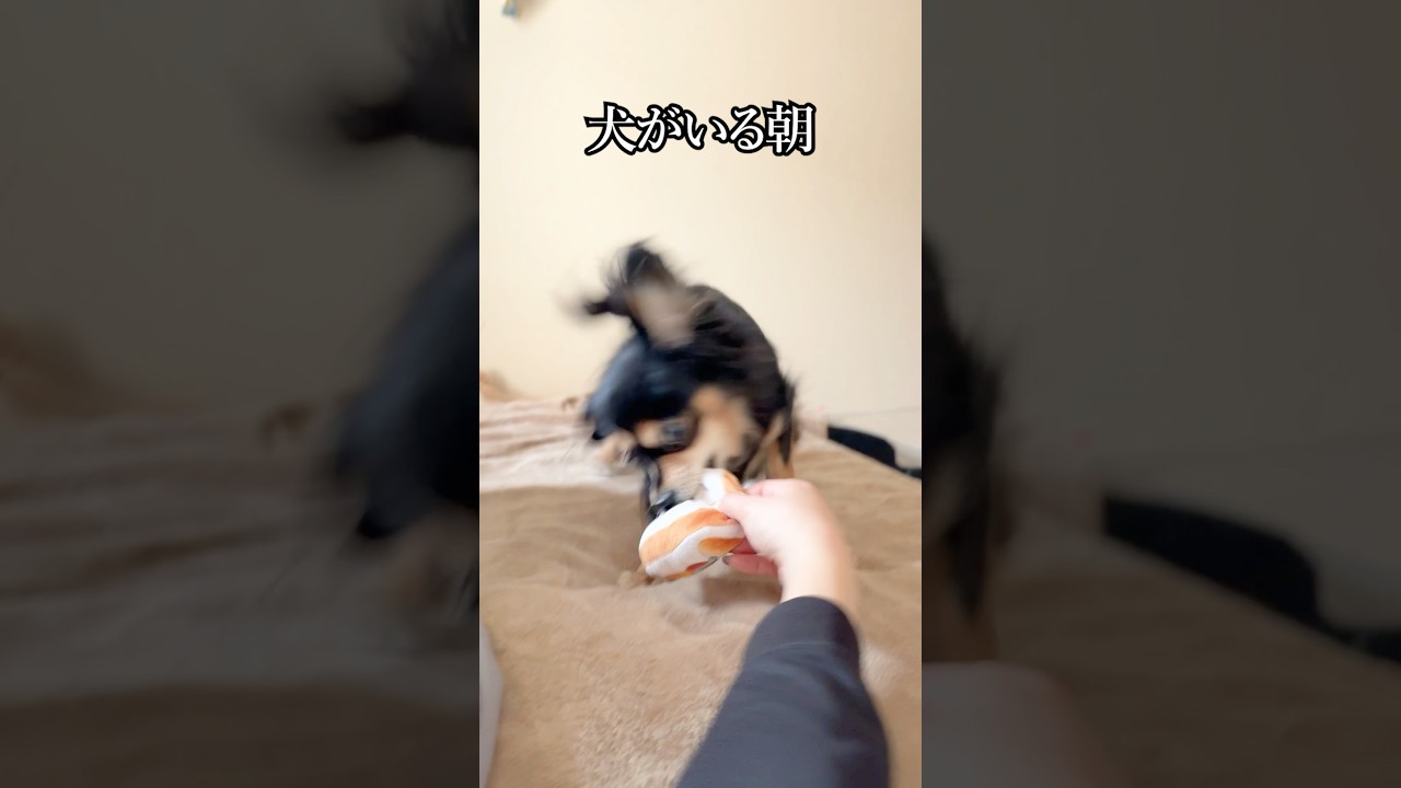 犬の気分に振り回される朝(幸せ)