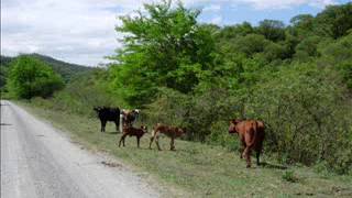 DECLAN - Jeff Beck Cover