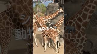 シドニー旅行。2023年7月、2泊3日の小旅行へ行きました。