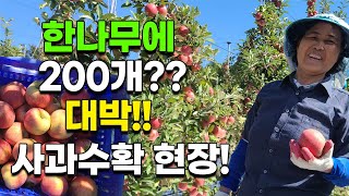 한가지에 200개도 더 달린 사과나무? 대박 수확현장!