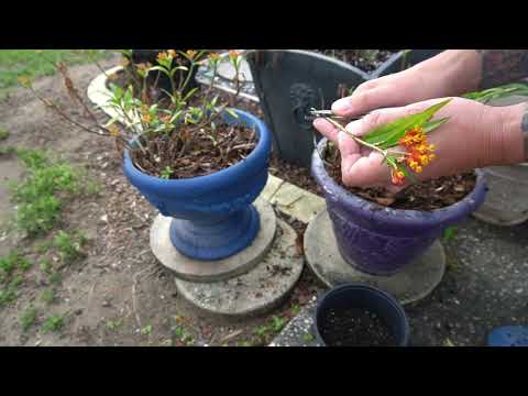 The Absolute Idiots Guide To Propagating Milkweed