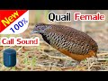 Quail Sounds, Quail Calling Sound 100%, เสียงนกคุ้ม เสียงใหม่ที่คนใ