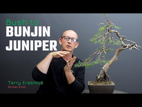 Creating a Juniper Bunjin Bonsai