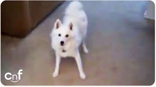 Adorable alarm clock