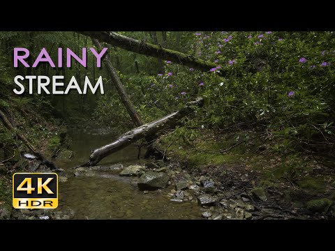 Rainy Stream - Gentle Rain & Babbling Brook Sounds - Rhododendron Forest - Relaxing Nature