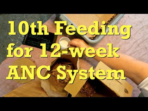 10th feeding for 84-day (12-week) old ANC system - worm farm vermicomposting