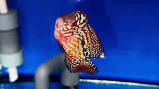 Redkamfa 1 ngón vip  1triệu 800k sdt zalo 0938882816