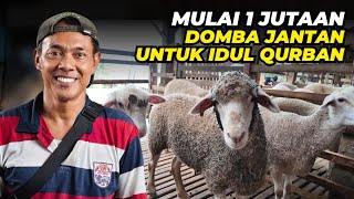 Download lagu The price of a male sheep for Qurbani starts at IDR 1 million. mp3 Download lagu The price of a male sheep for Qurbani starts at IDR 1 million. mp3