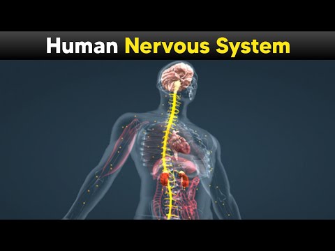 Human Nervous System - Explained With 3d Animations