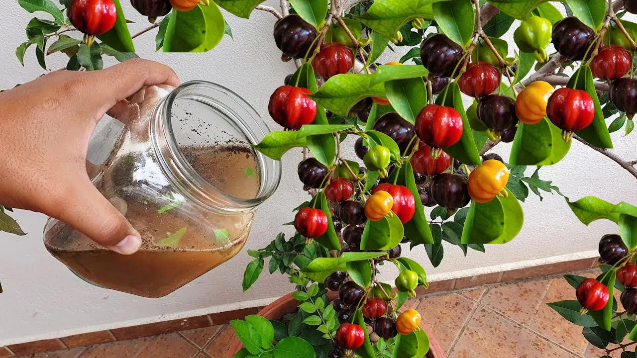 Este adubo vale ouro para pitanga frutificar muito (o ano todo)