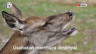 Download lagu Suara pikat rusa ampuhh mp3