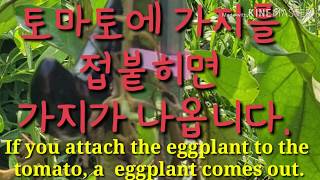 토마토에 가지를 접붙히면 가지가 나옵니다.  If you attach the eggplant to the t…