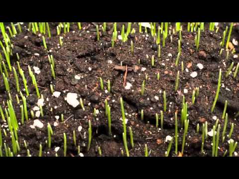 Time-lapse of Grass Growing.