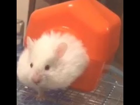 Fat Hamster can't fit into his house