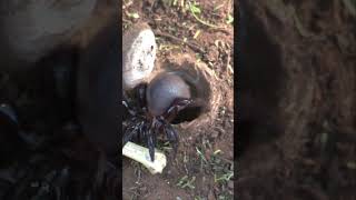 The Spider That Locks Herself In—Safely! 🕷️🕳️