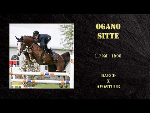 OGANO SITTE