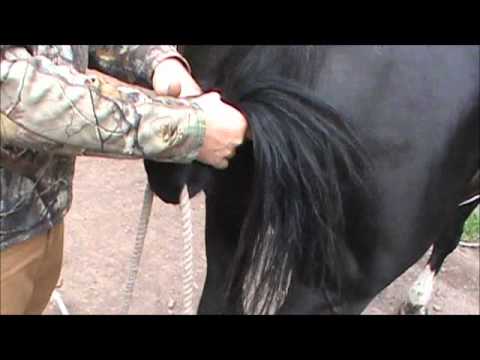How to tail tie a horse.