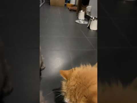 CIAO Chu Ru Cat Threats ... it’s irresistible!!